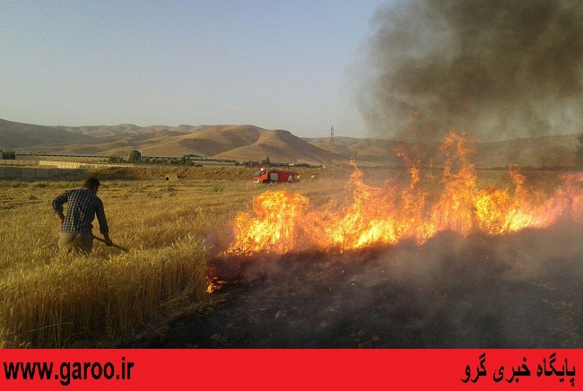 آتش‌سوزی در مزارع گندم شهرستان نهاوند+ تصاویر