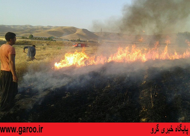 آتش‌سوزی در مزارع گندم شهرستان نهاوند+ تصاویر