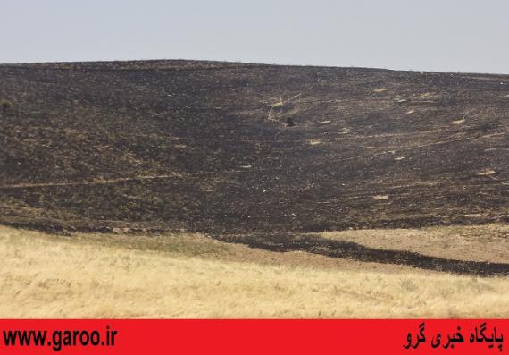بیش از 20 هکتار از اراضی شهرستان نهاوند طعمه آتش شد+ تصاویر