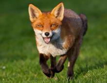 دستگیری شکارچیان روباه در نهاوند
