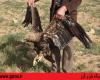 رهاسازی عقاب صحرایی در نهاوند+ تصاویر